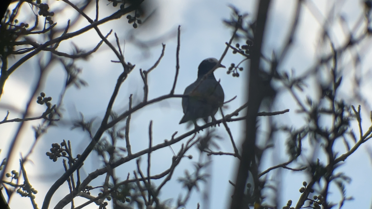 White-crowned Pigeon - ML637626054