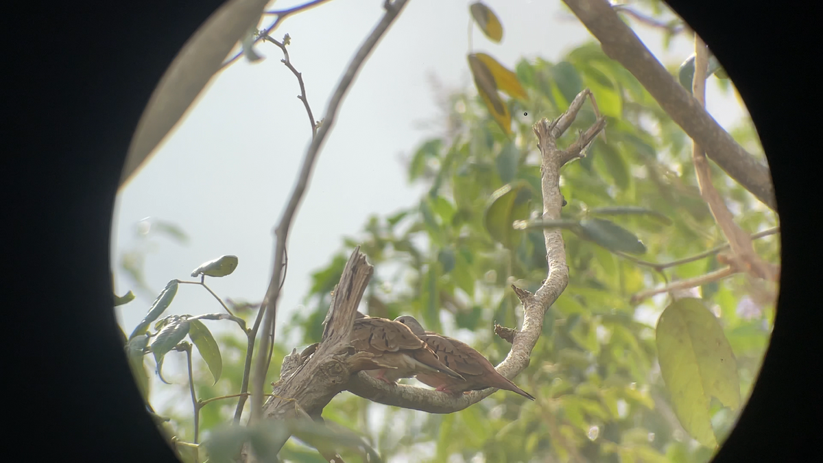 Ruddy Ground Dove - ML637626065