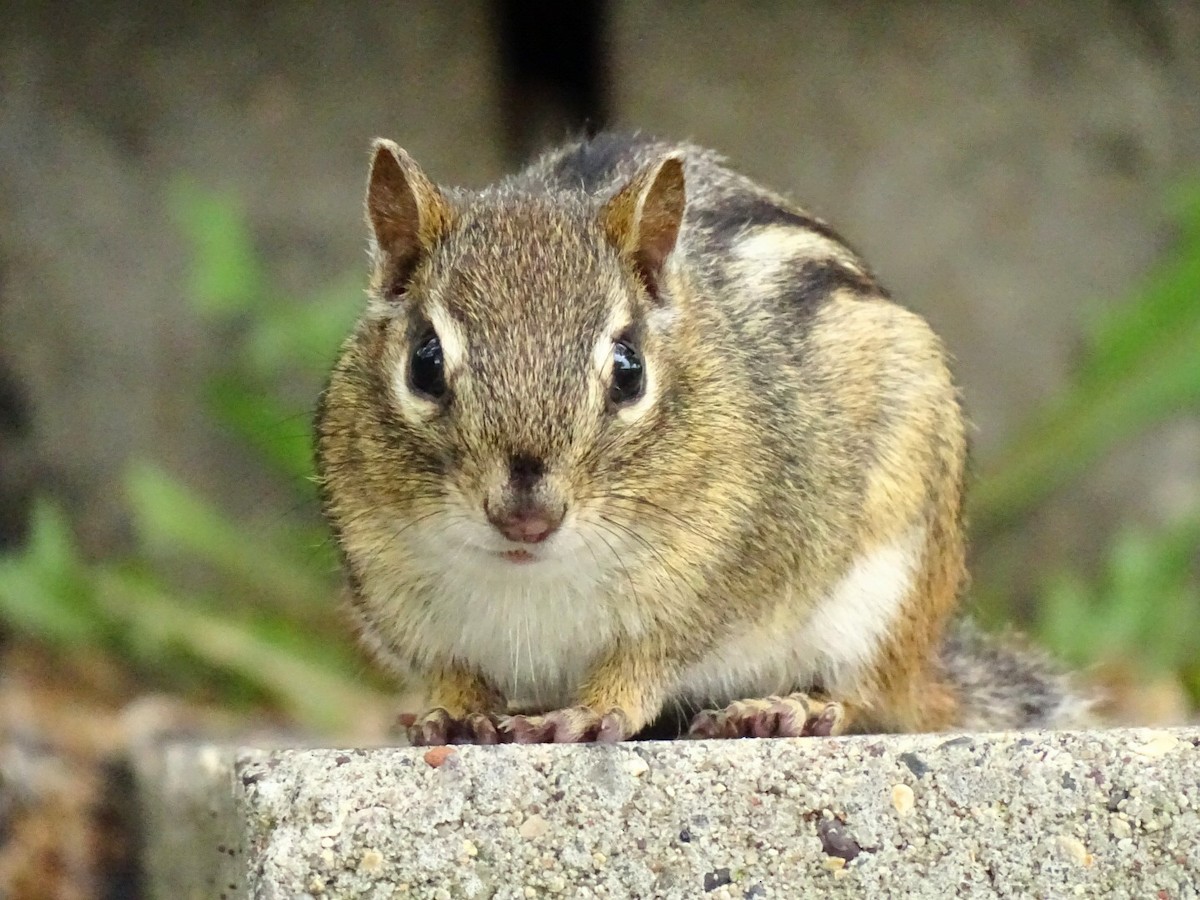 Eastern Chipmunk - ML637626082