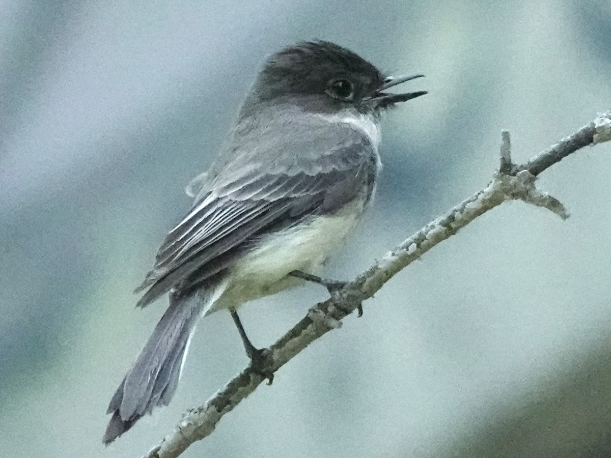Eastern Phoebe - ML637626092