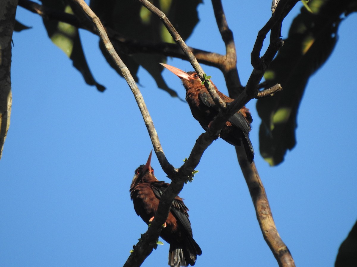 White-eared Jacamar - ML637626107