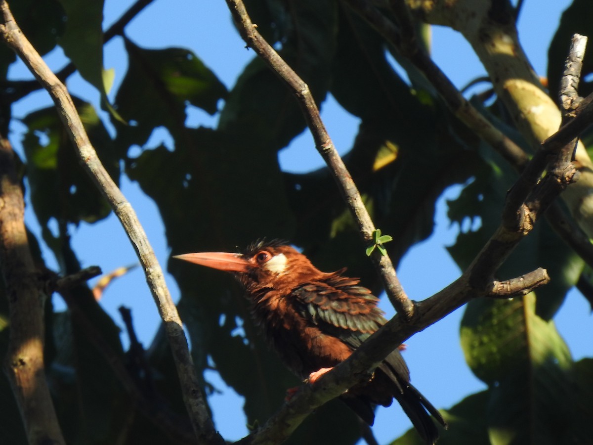White-eared Jacamar - ML637626108