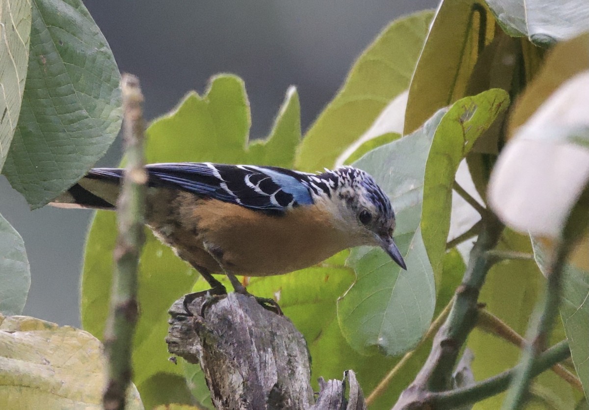 Beautiful Nuthatch - ML637626131