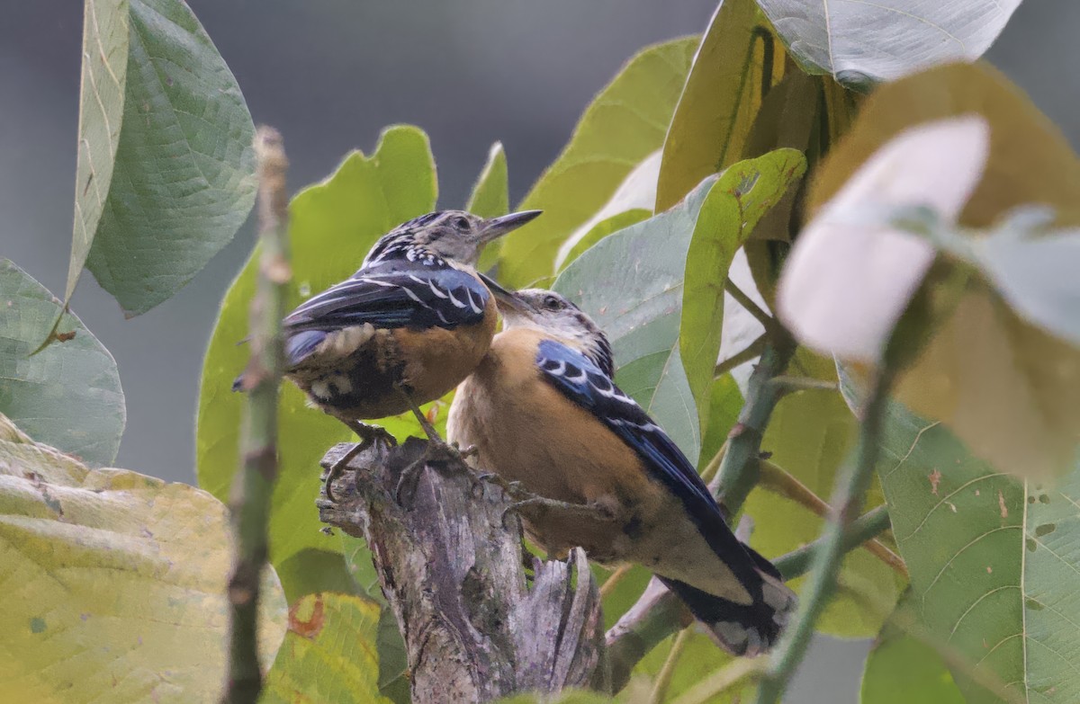 Beautiful Nuthatch - ML637626133