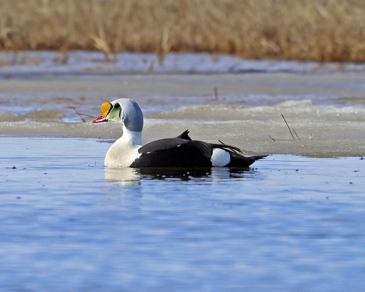 King Eider - ML637626157