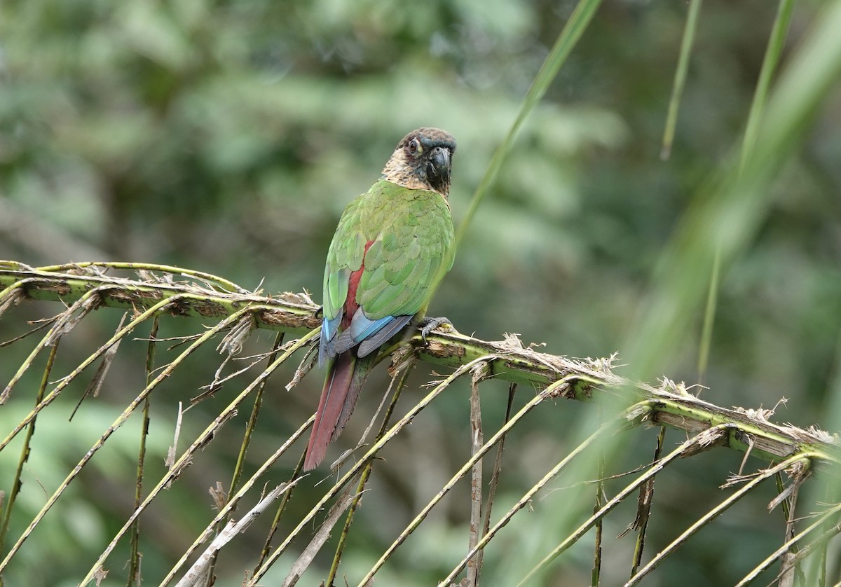 pyrura paráský (ssp. snethlageae) - ML637626168