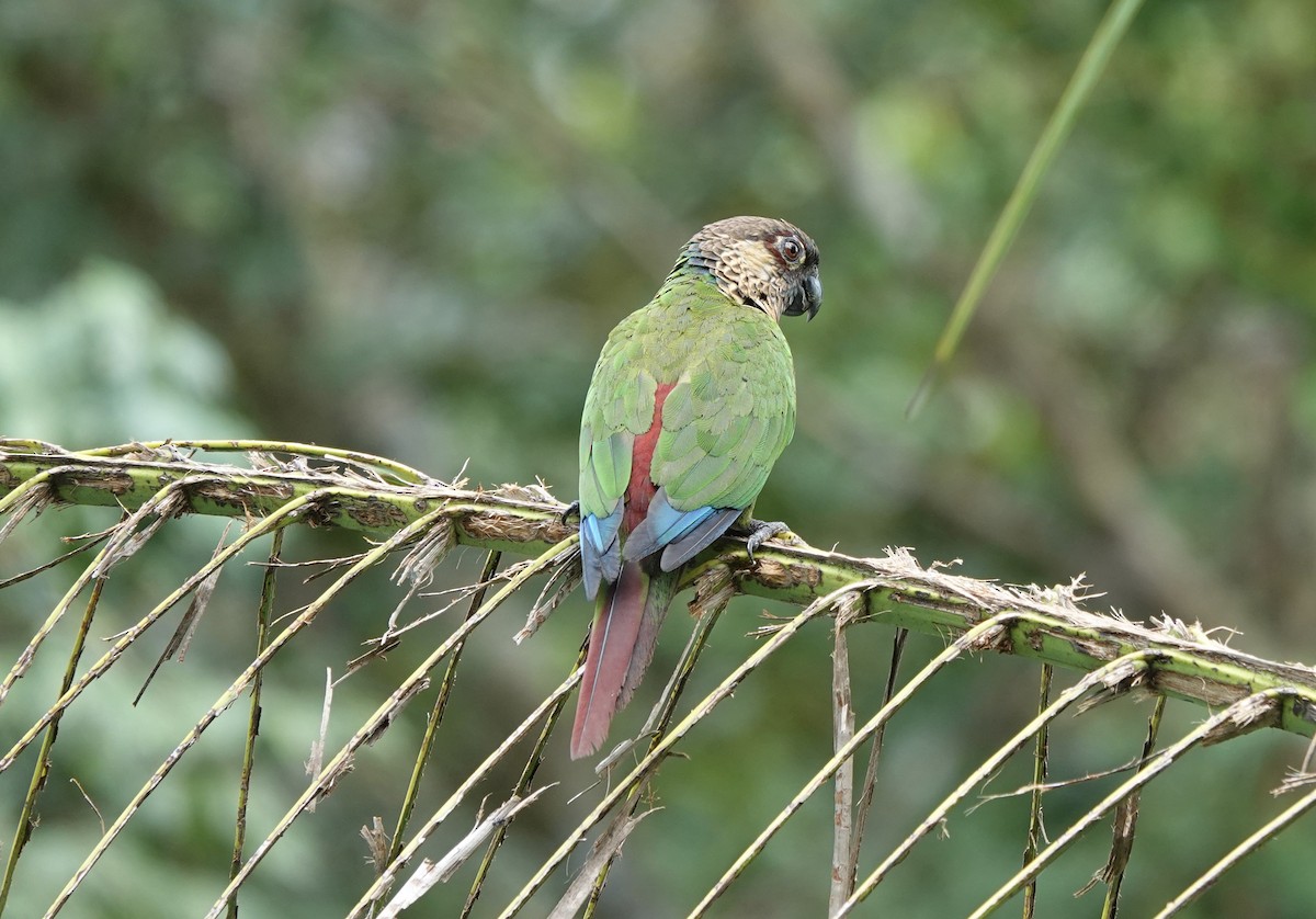 pyrura paráský (ssp. snethlageae) - ML637626169