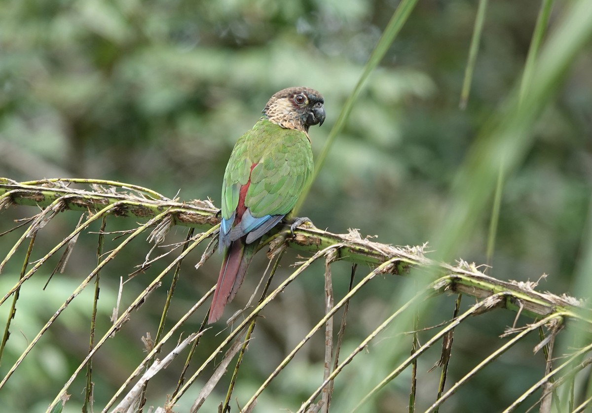 pyrura paráský (ssp. snethlageae) - ML637626170