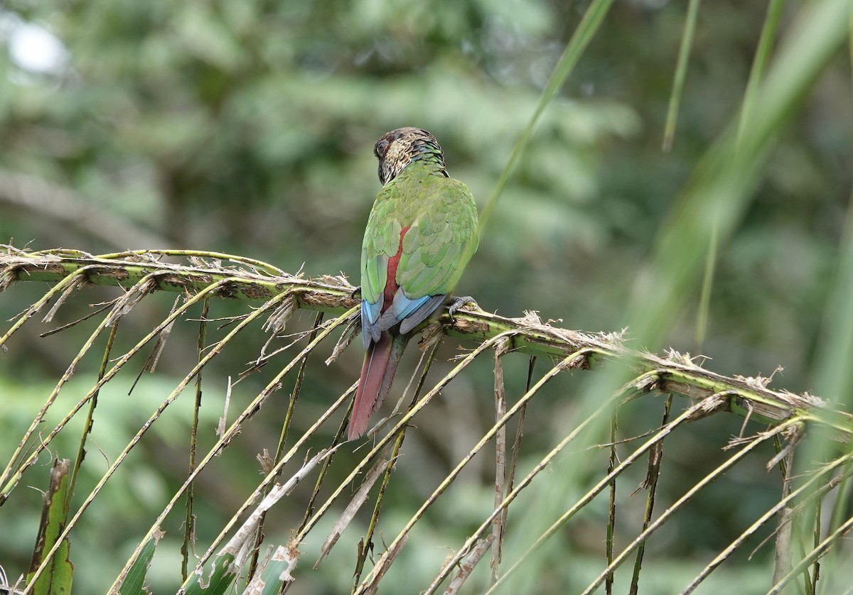 pyrura paráský (ssp. snethlageae) - ML637626171