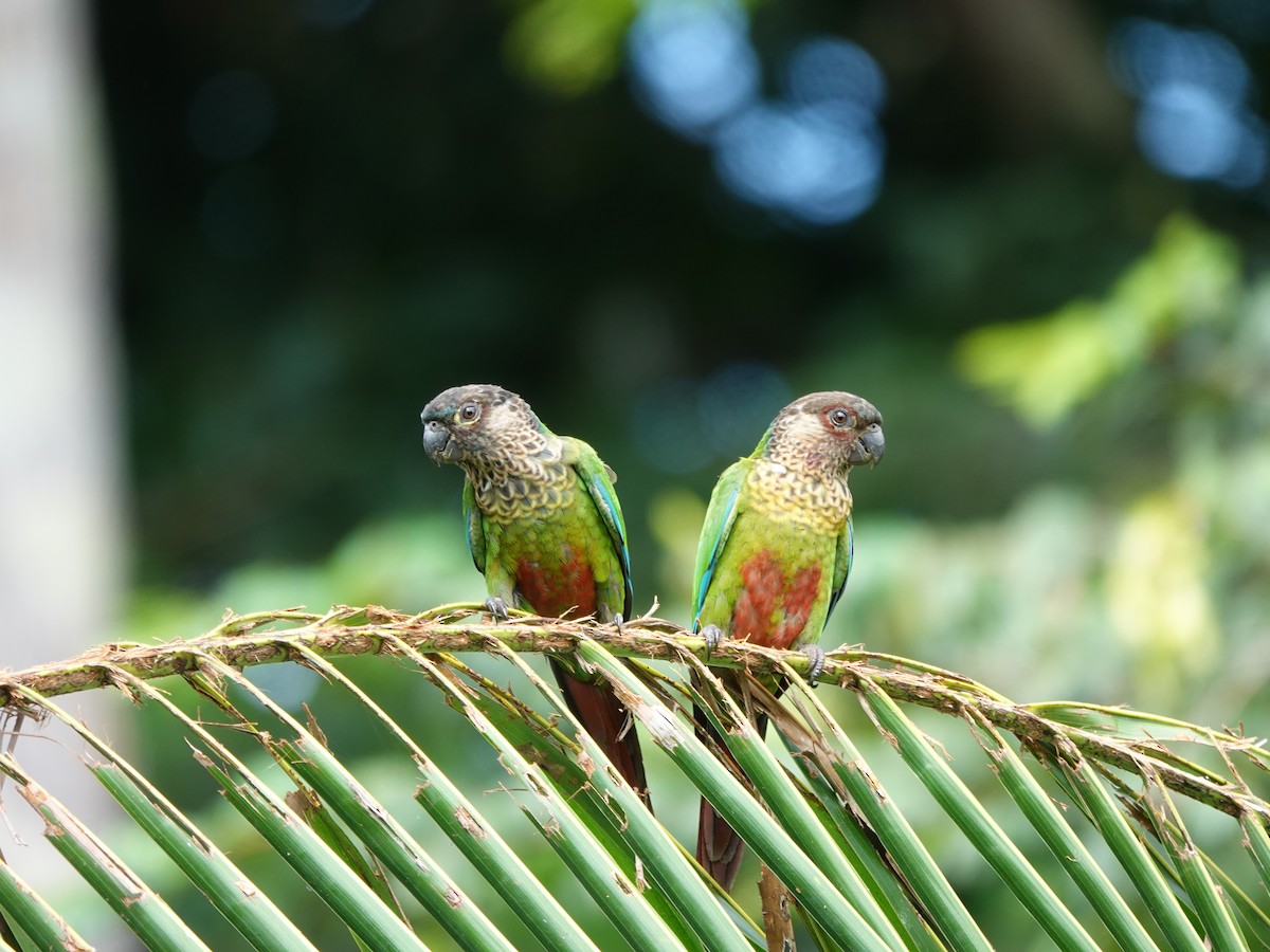pyrura paráský (ssp. snethlageae) - ML637626175