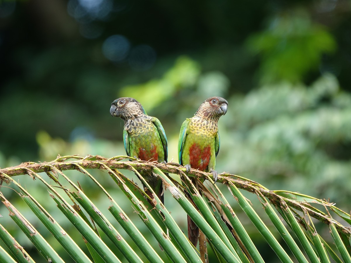 pyrura paráský (ssp. snethlageae) - ML637626176