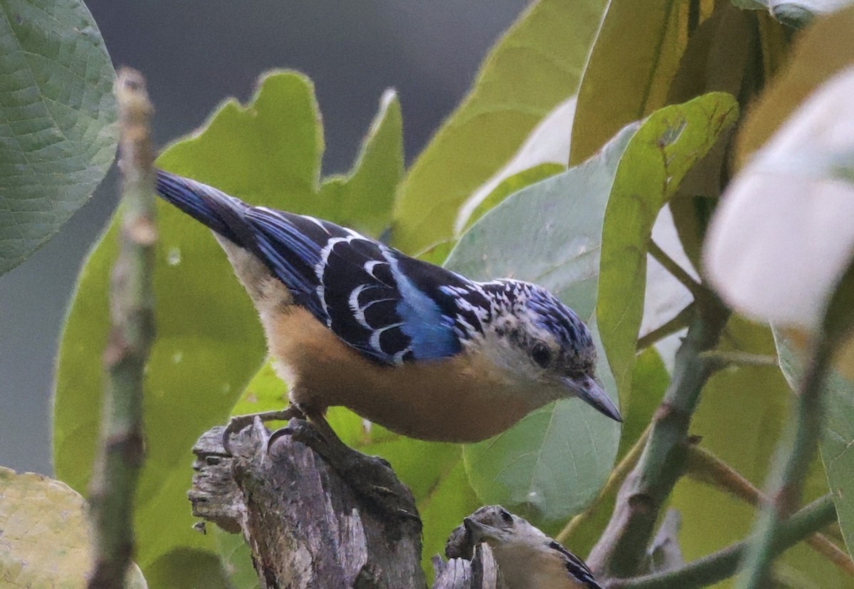 Beautiful Nuthatch - ML637626181