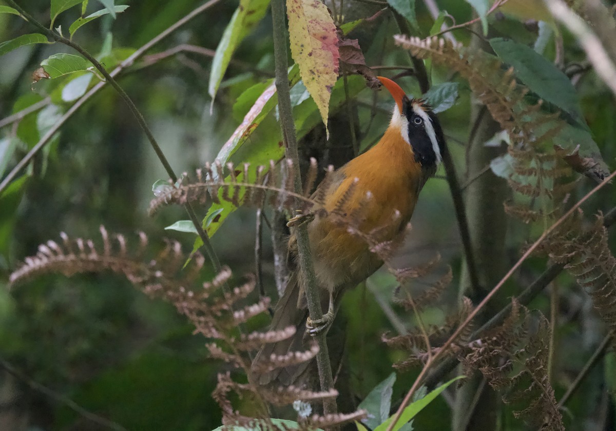 Black-crowned Scimitar-Babbler - ML637626199