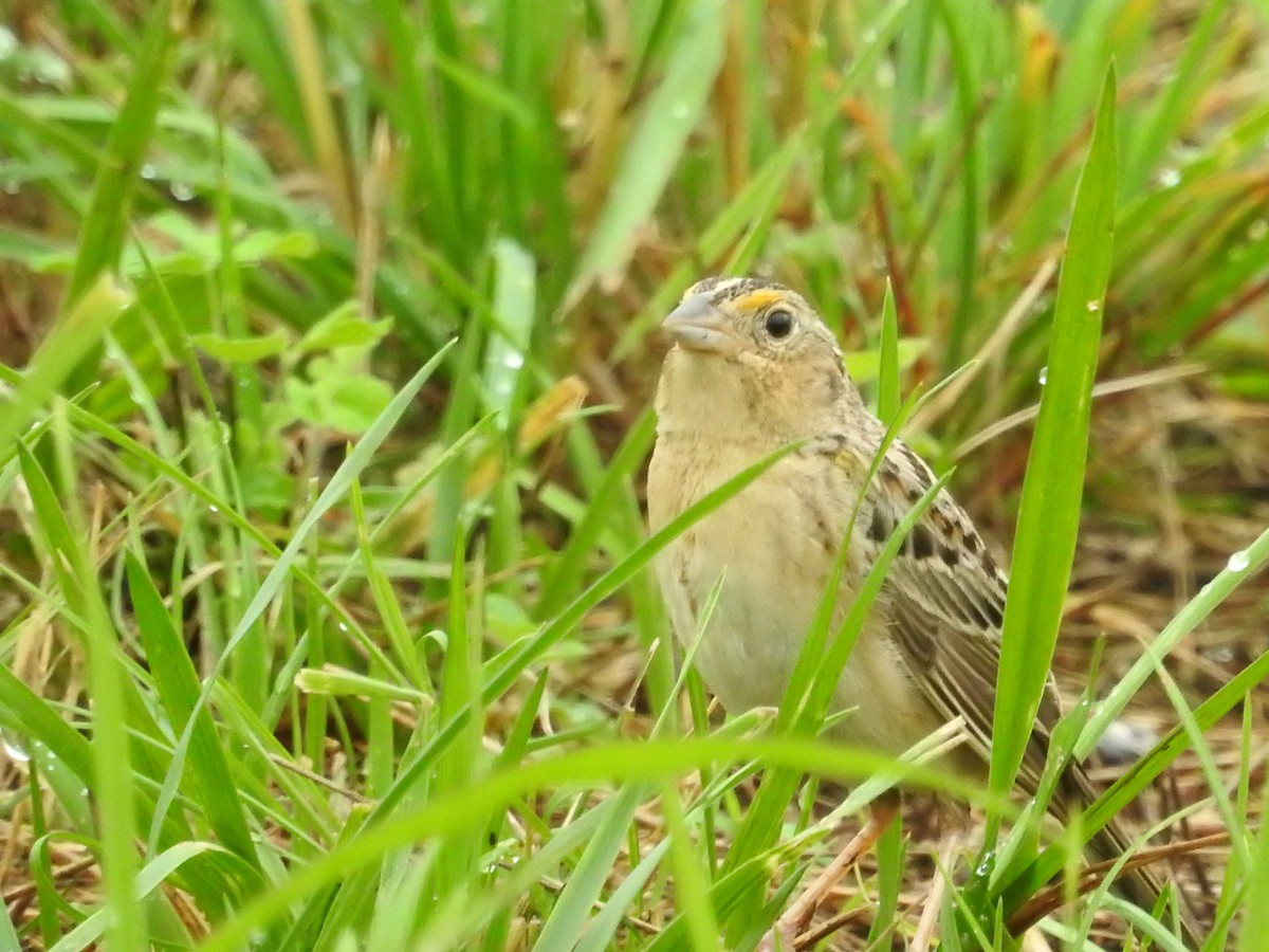 Grasshopper Sparrow - ML637626207
