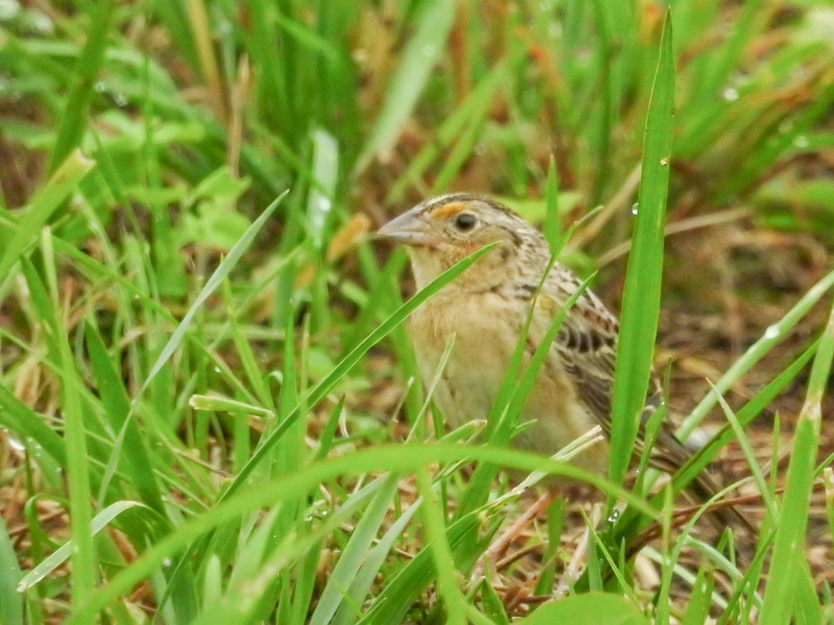 Grasshopper Sparrow - ML637626211