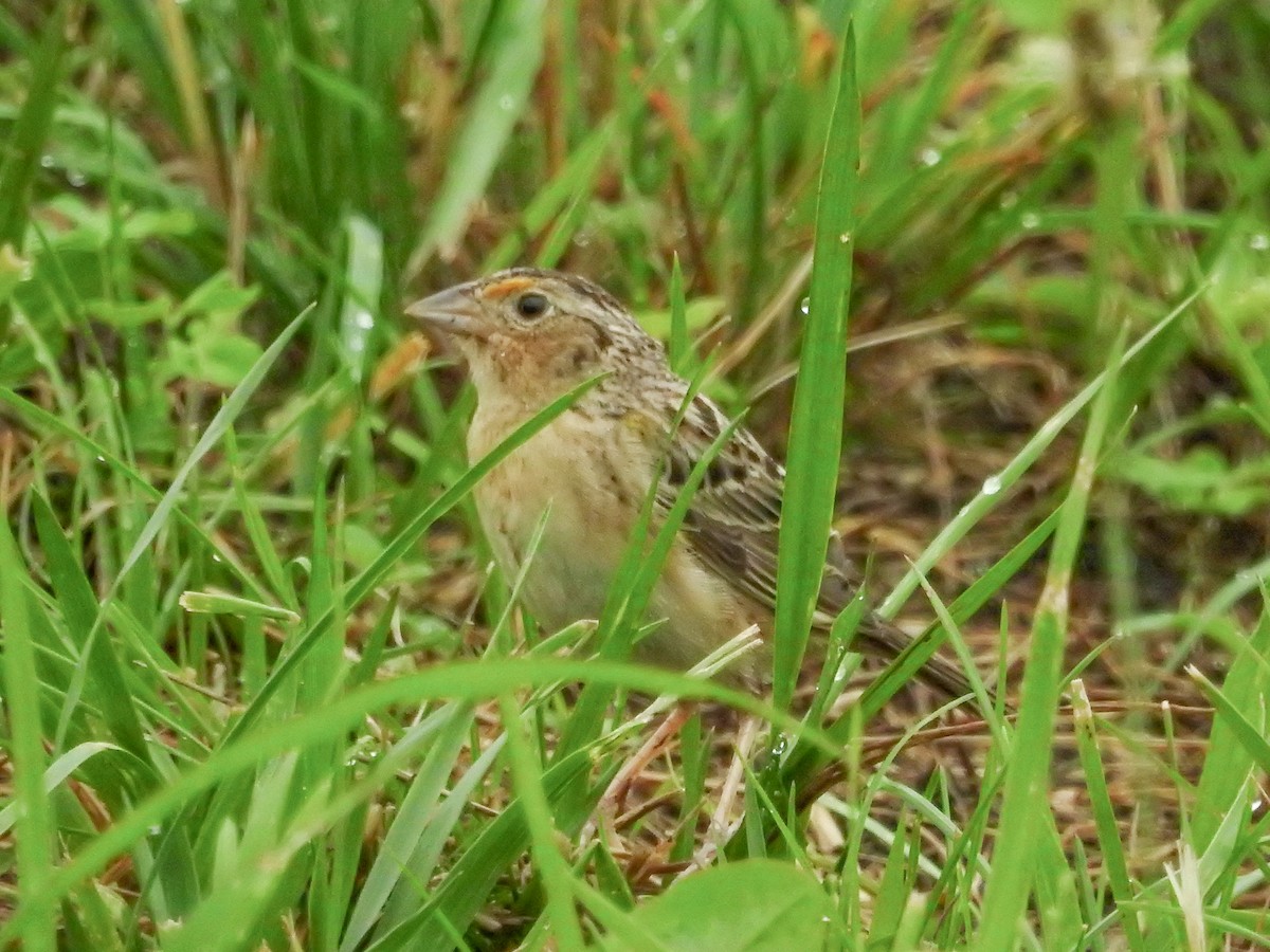 Grasshopper Sparrow - ML637626227