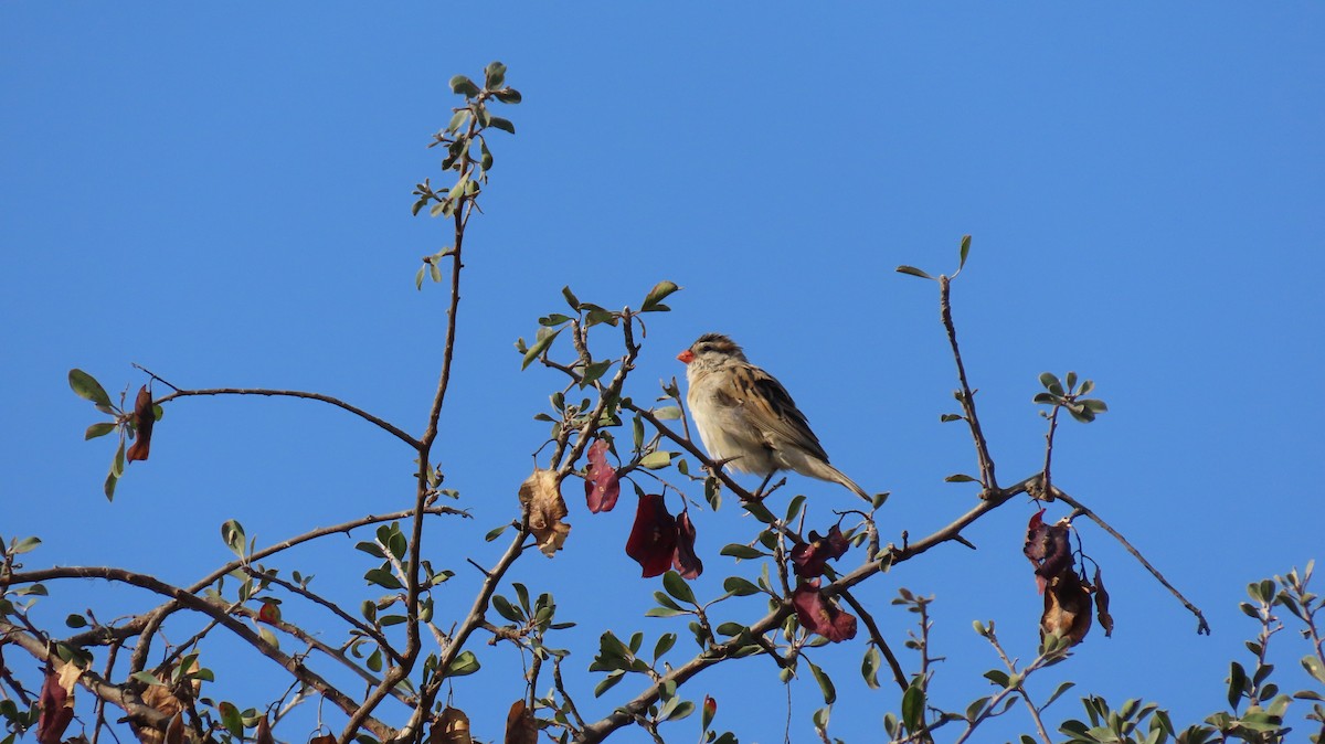 Pin-tailed Whydah - ML637626237