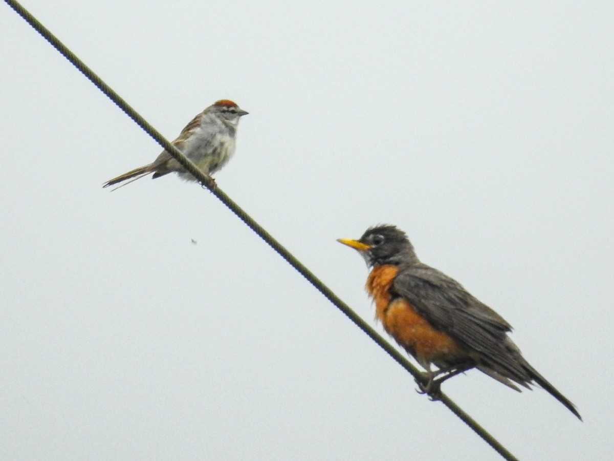 American Robin - ML637626240