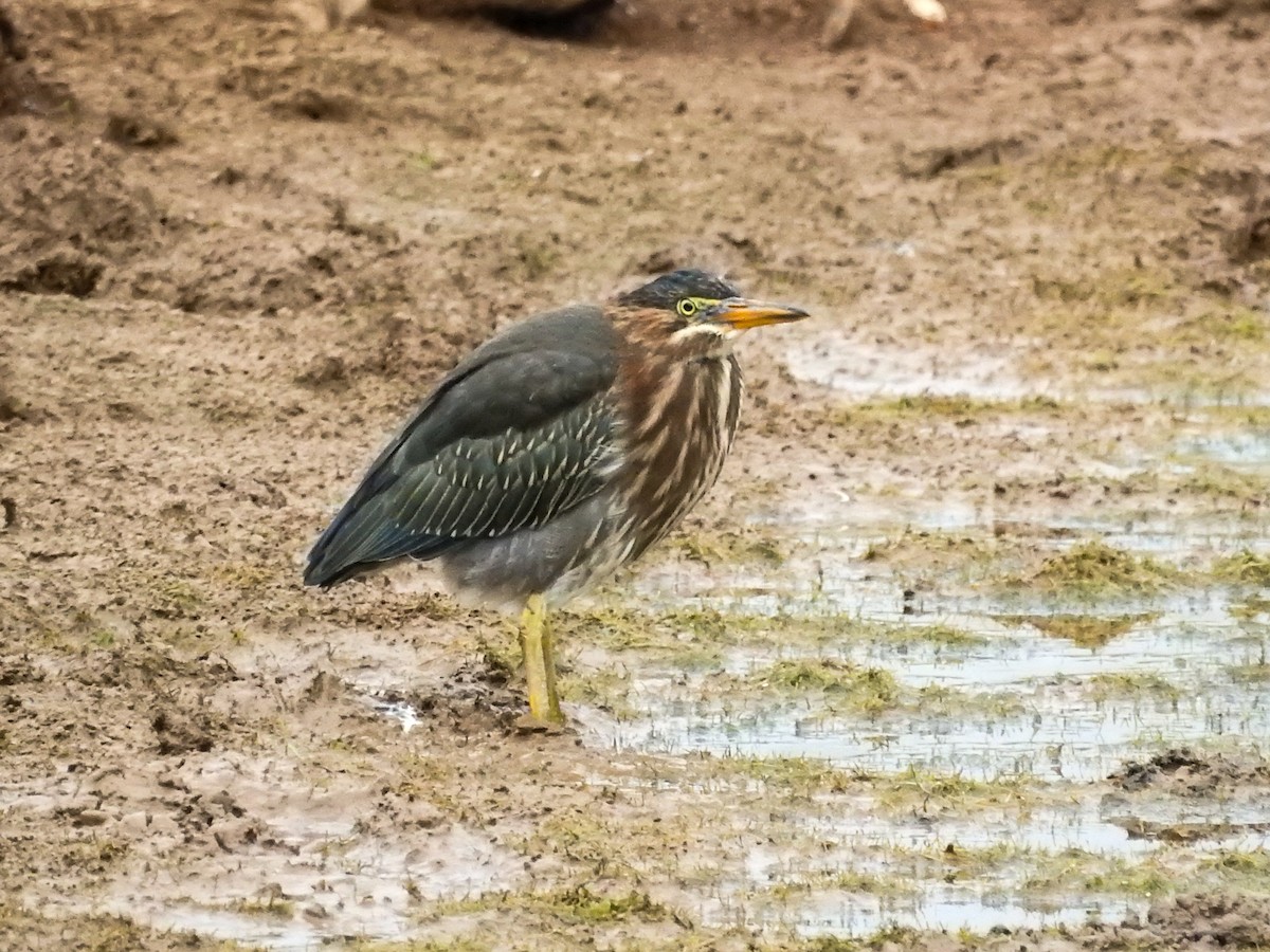 Green Heron - ML637626248
