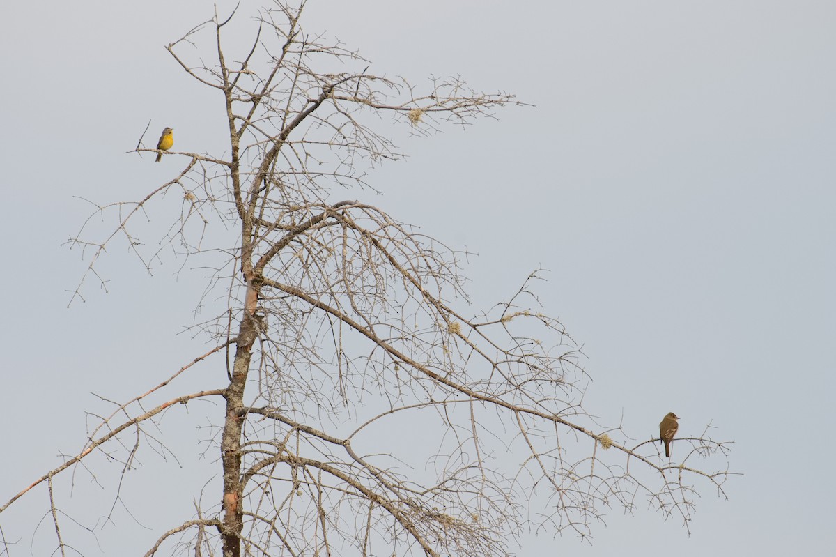 Nashville Warbler - ML637626257