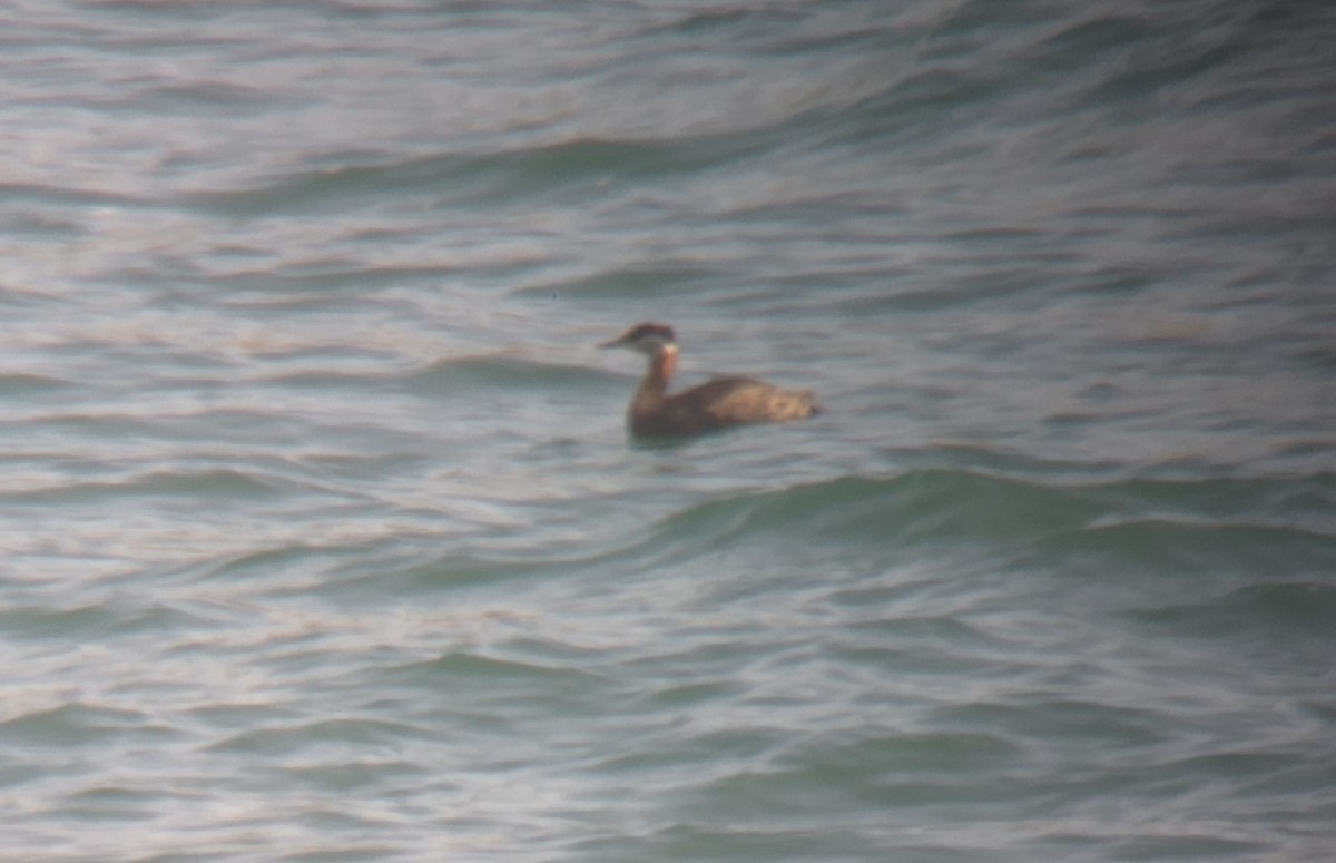 Red-necked Grebe - ML637626281