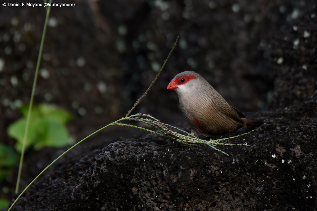 Common Waxbill - ML637626305