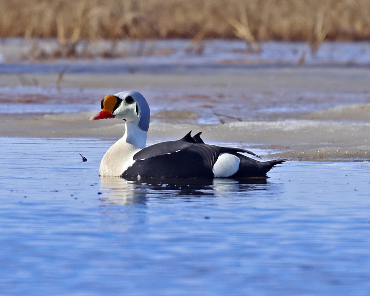 King Eider - ML637626337