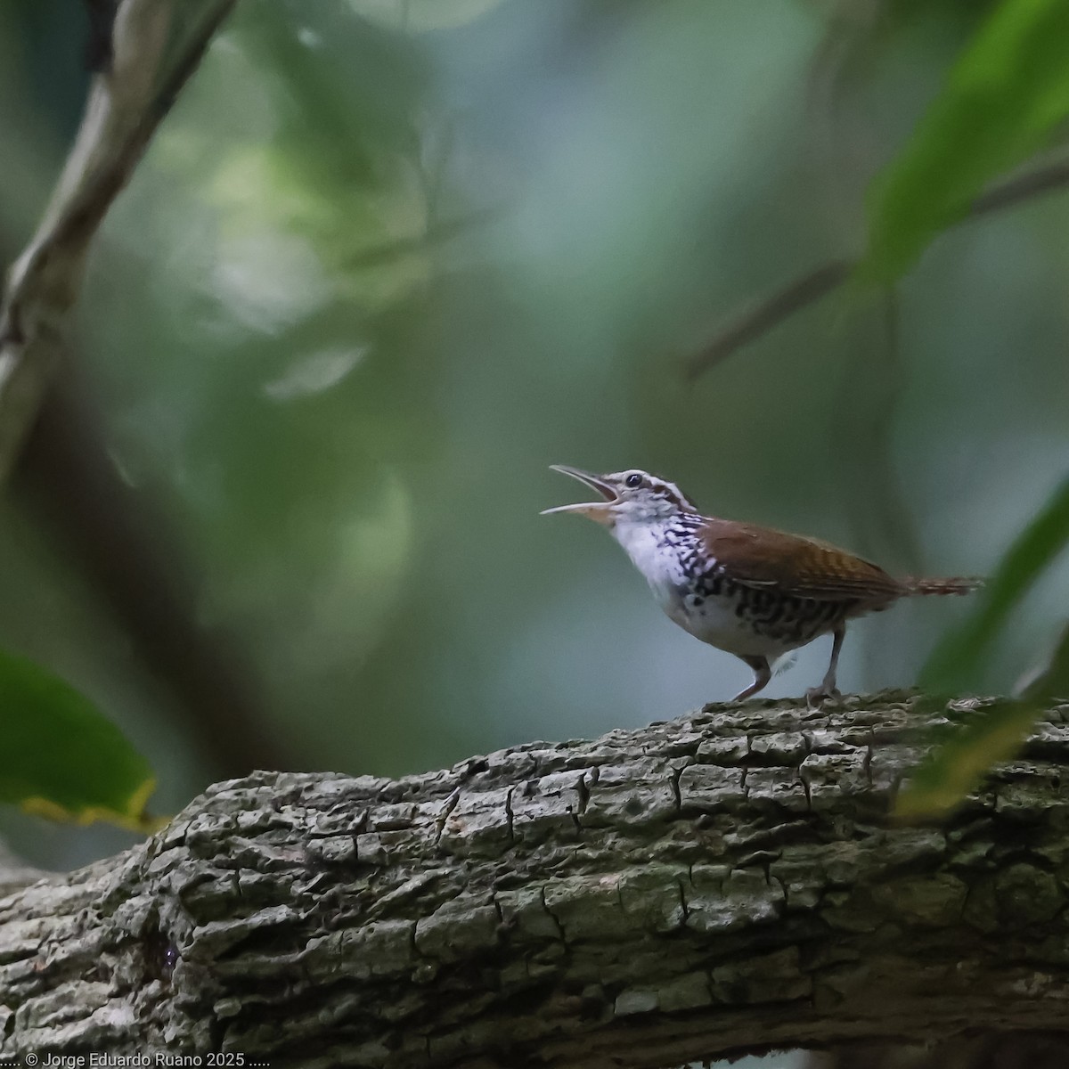 Banded Wren - ML637626338
