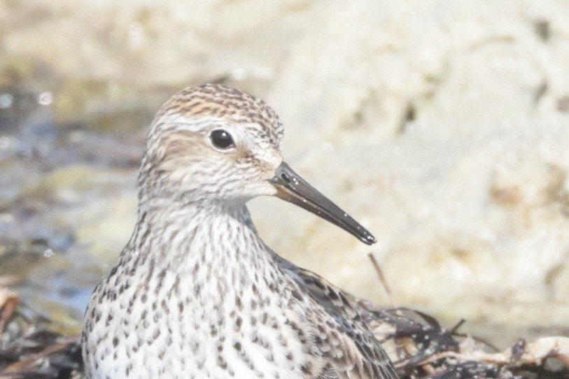 White-rumped Sandpiper - ML637626395
