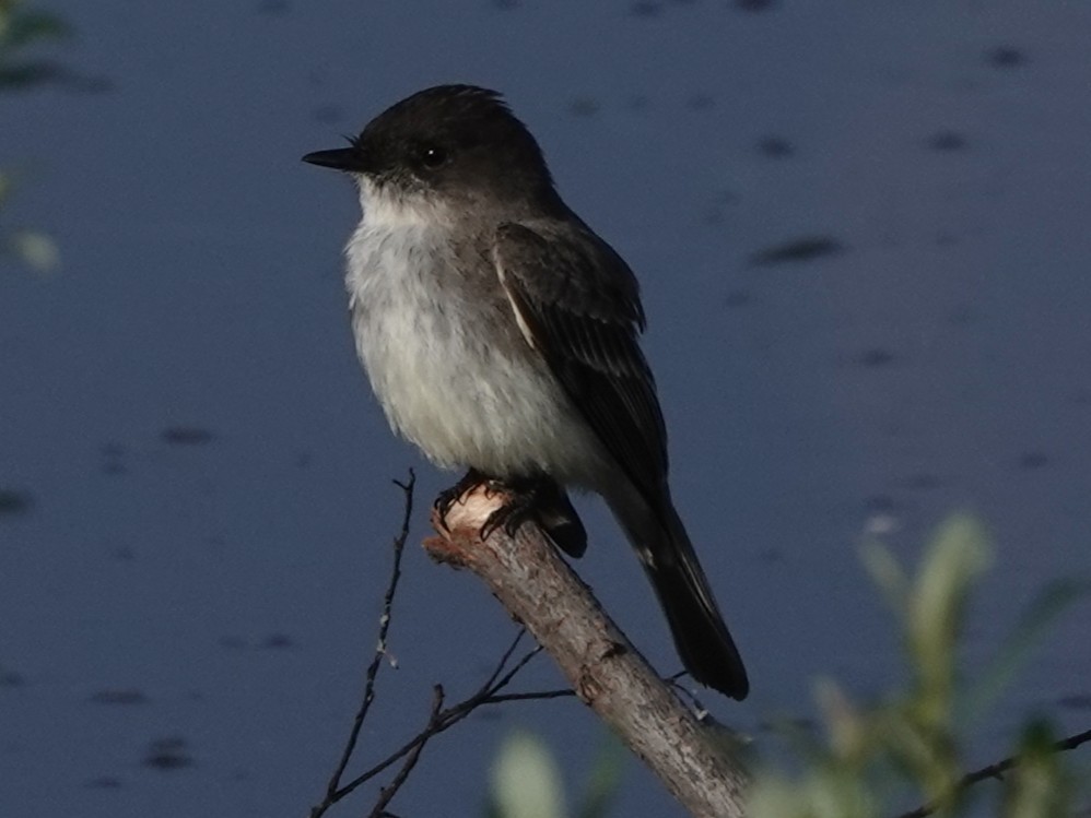 Eastern Phoebe - ML637626431
