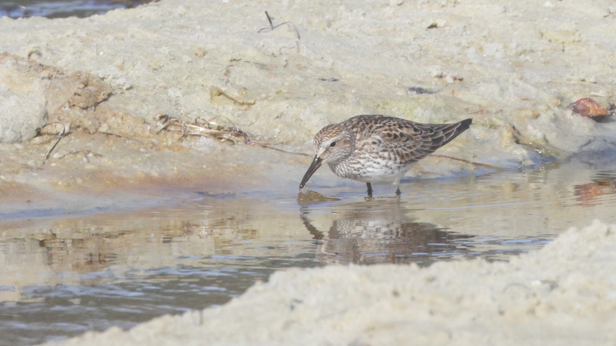 White-rumped Sandpiper - ML637626434