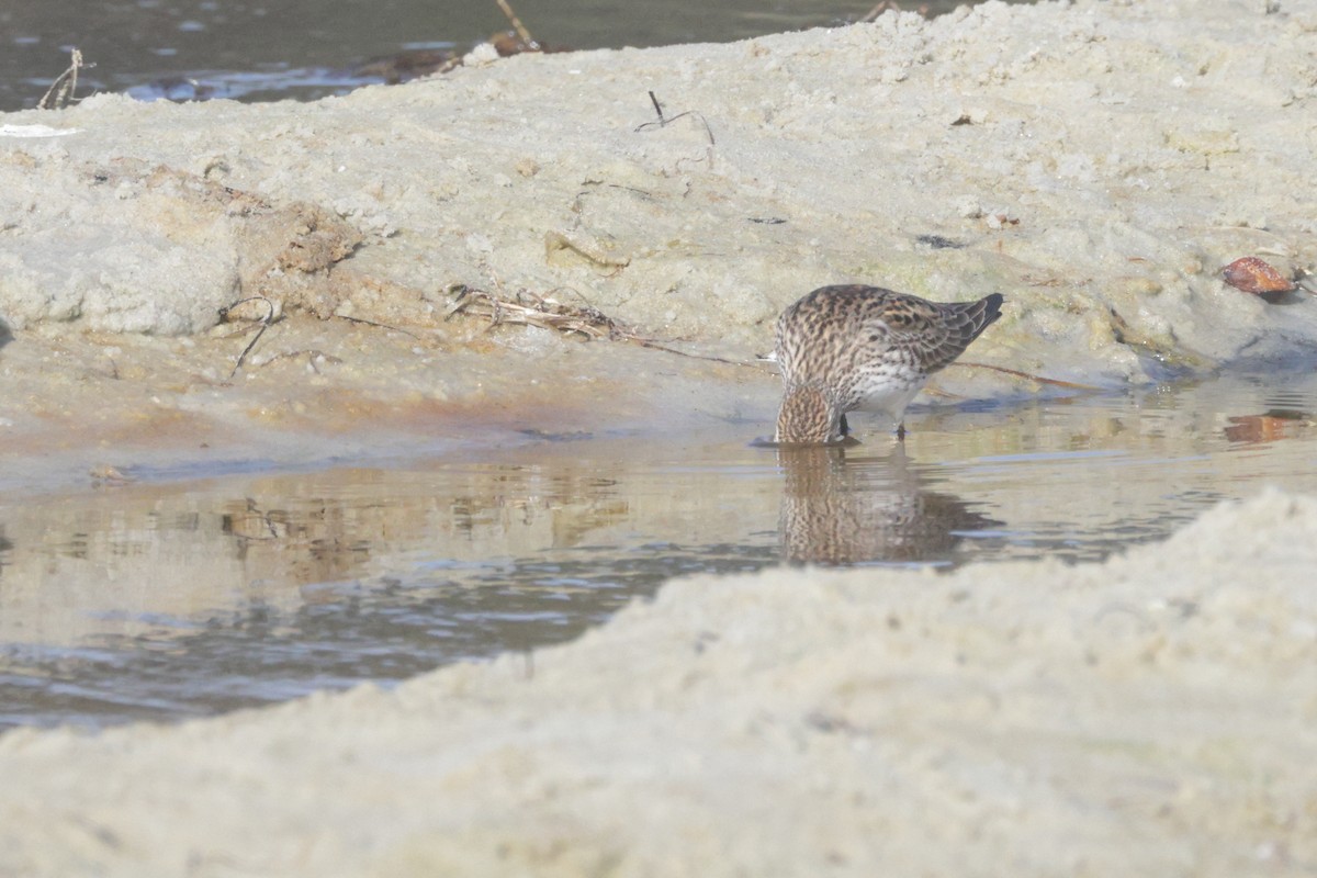 White-rumped Sandpiper - ML637626467