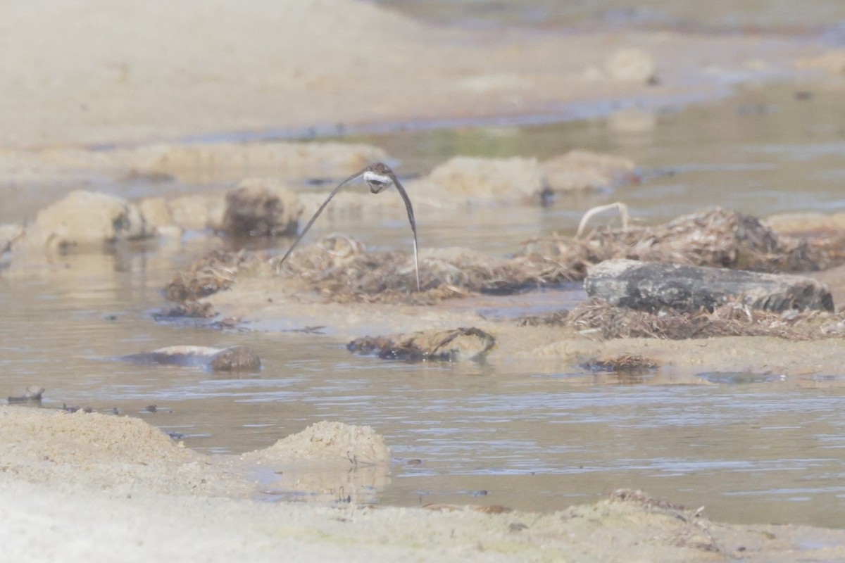 White-rumped Sandpiper - ML637626489