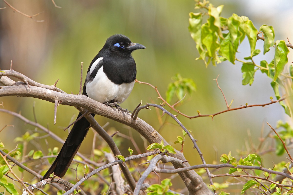 Maghreb Magpie - Christoph Moning