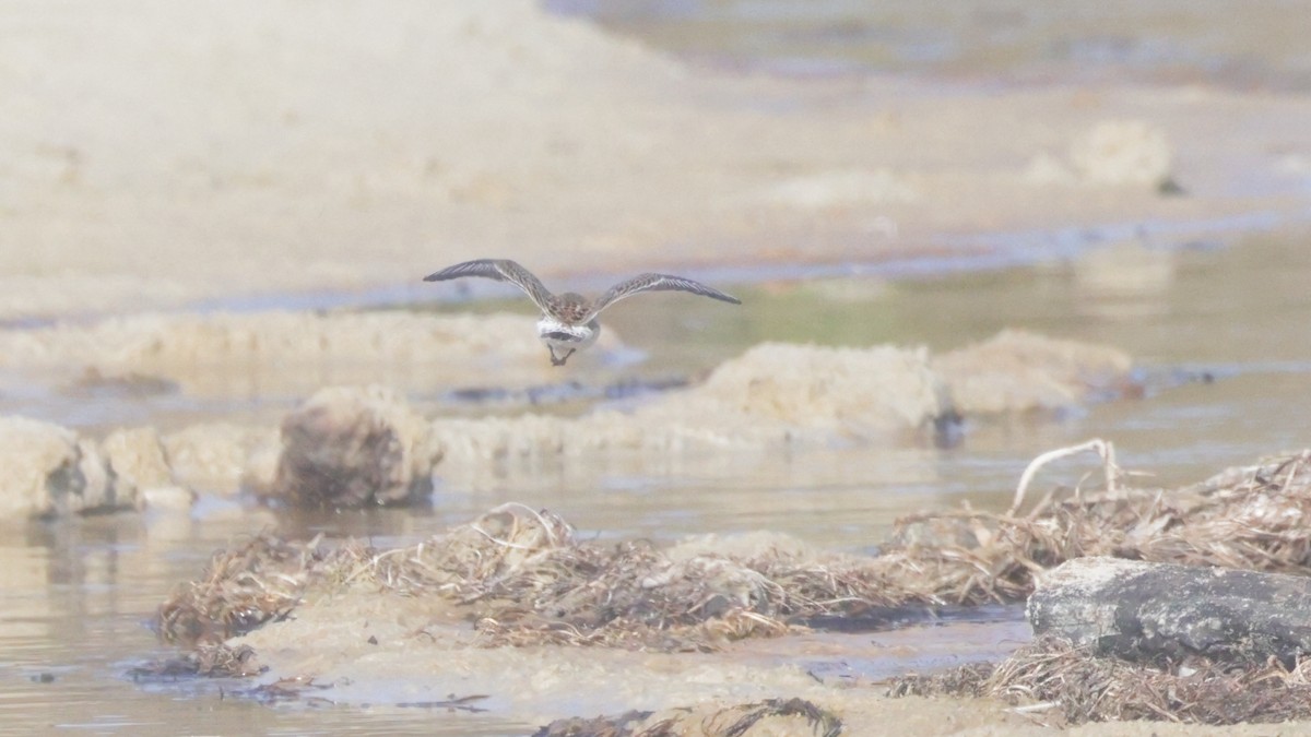 White-rumped Sandpiper - ML637626531