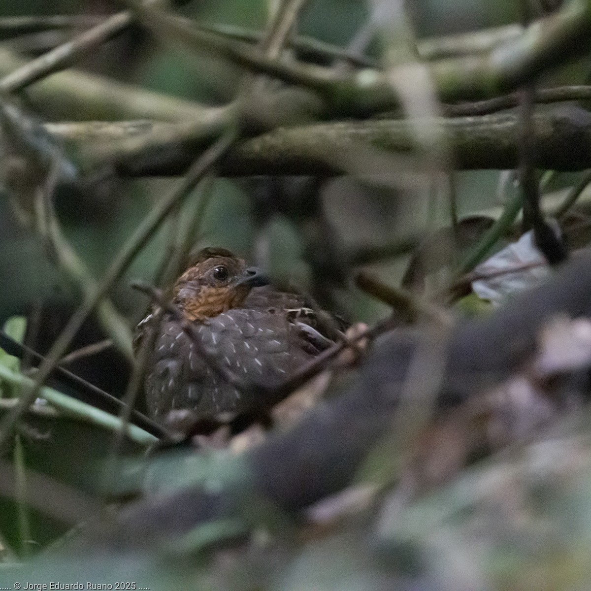 Singing Quail - ML637626532