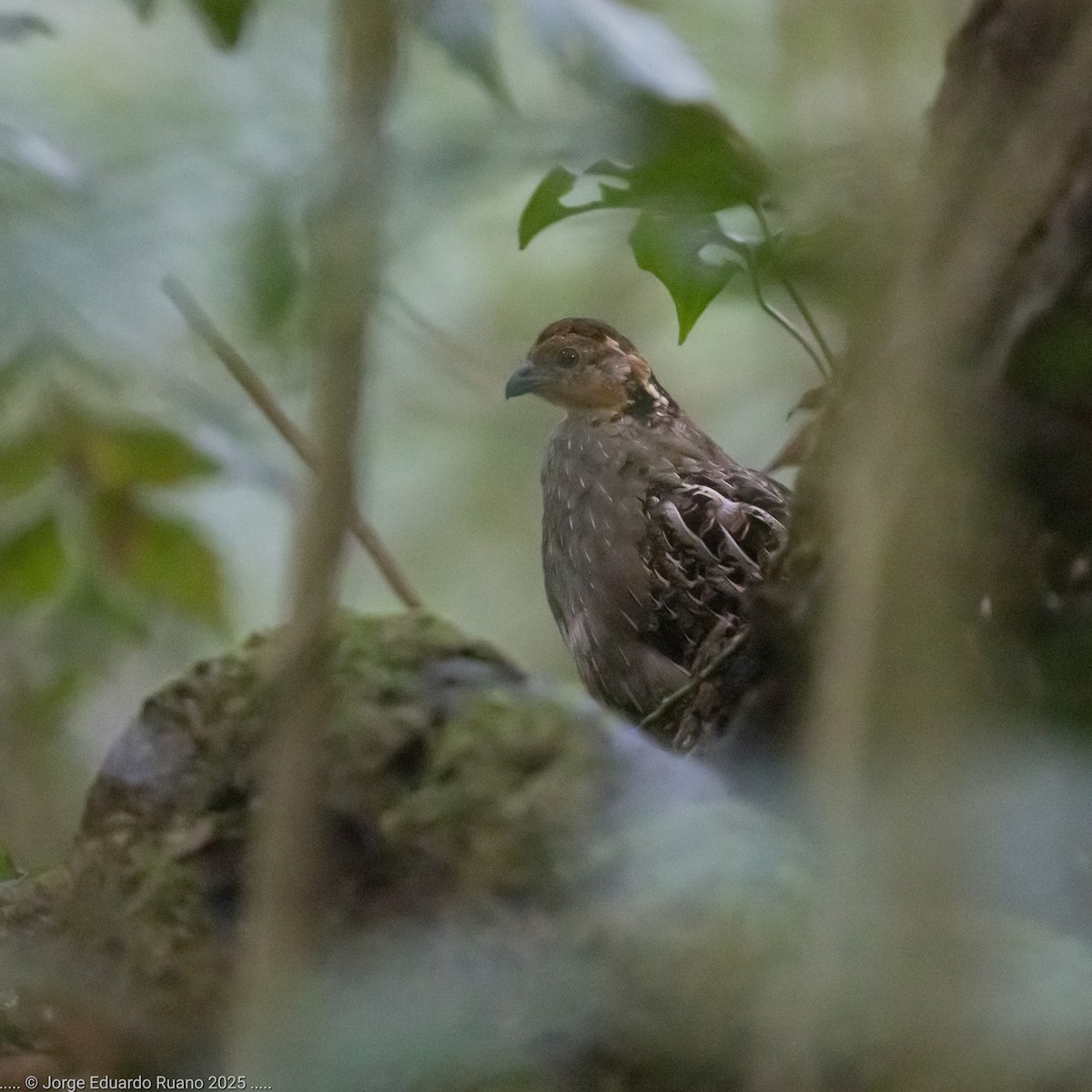 Singing Quail - ML637626534