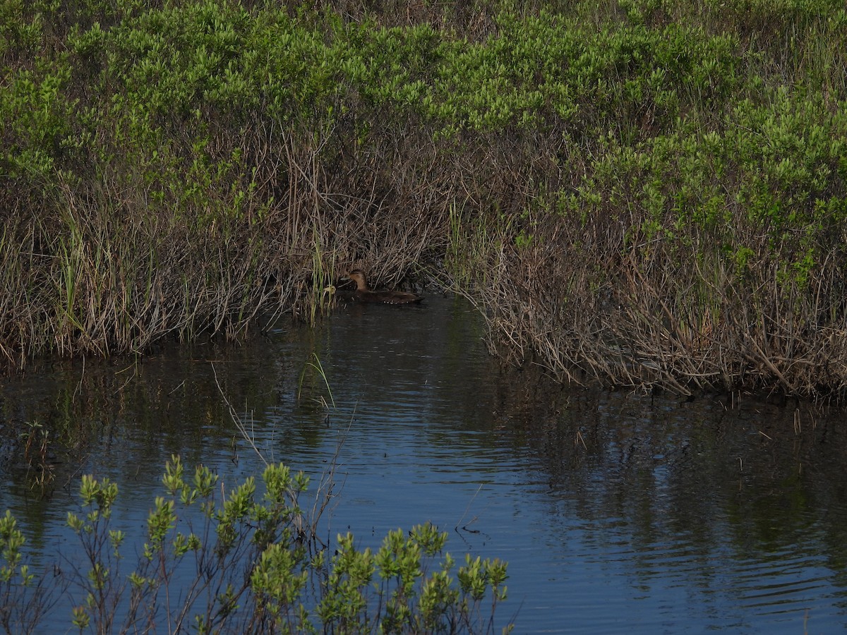 American Black Duck - ML637626551