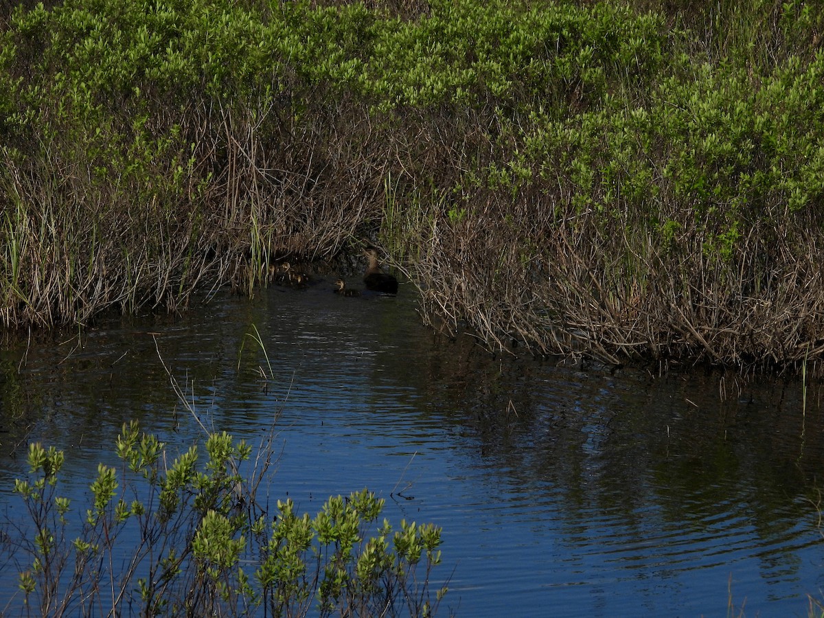 American Black Duck - ML637626552