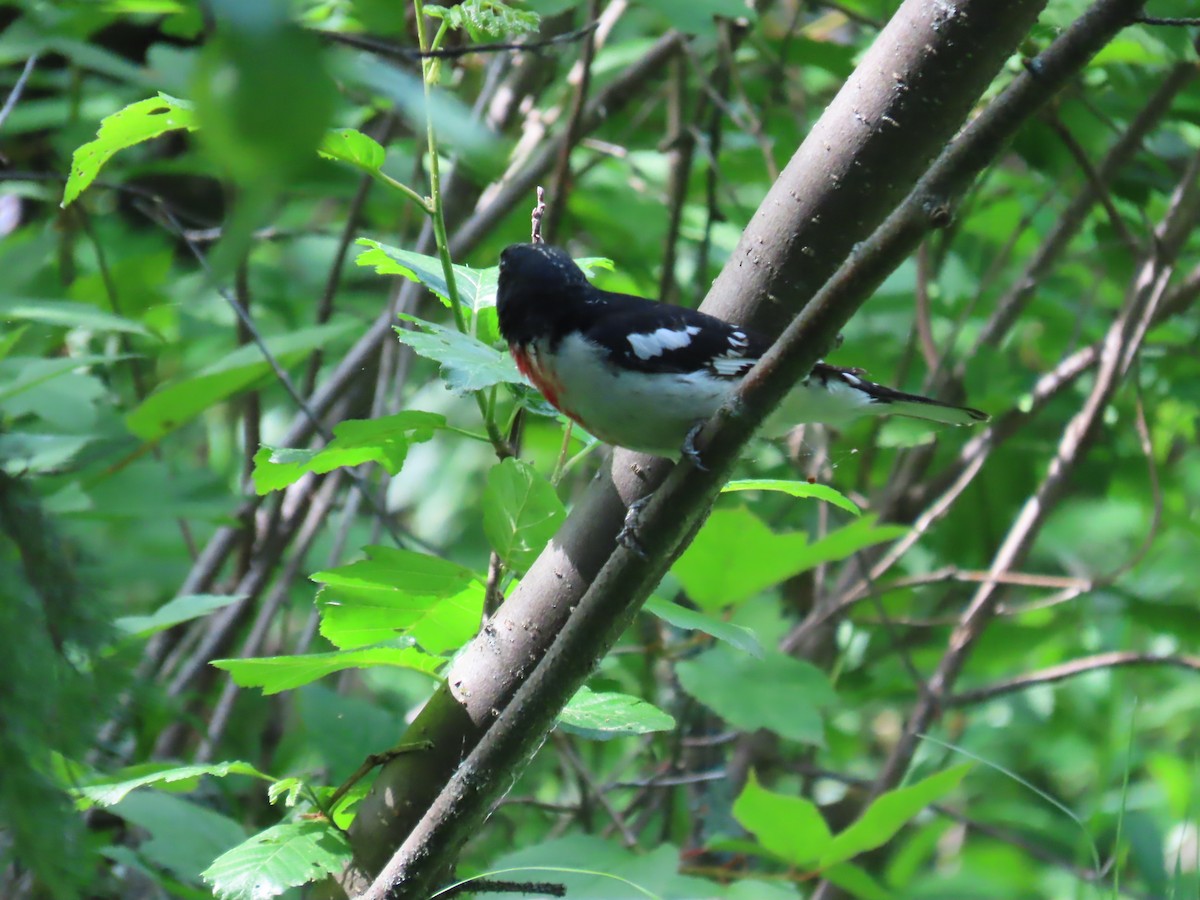 Rose-breasted Grosbeak - ML637626565