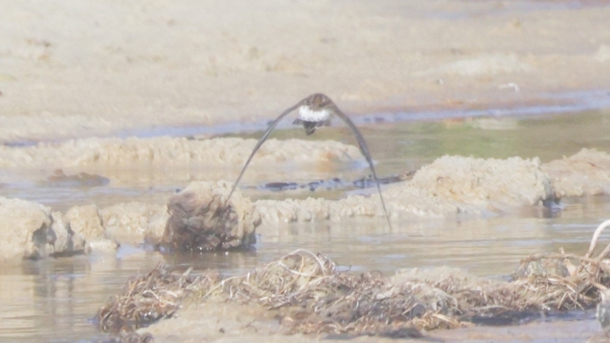 White-rumped Sandpiper - ML637626578
