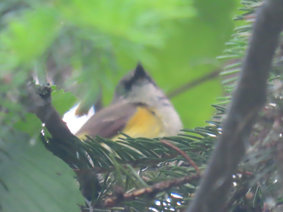 American Redstart - ML637626579