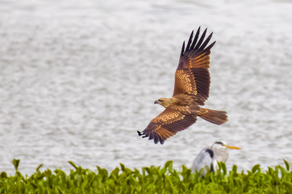 Black Kite - ML637626586