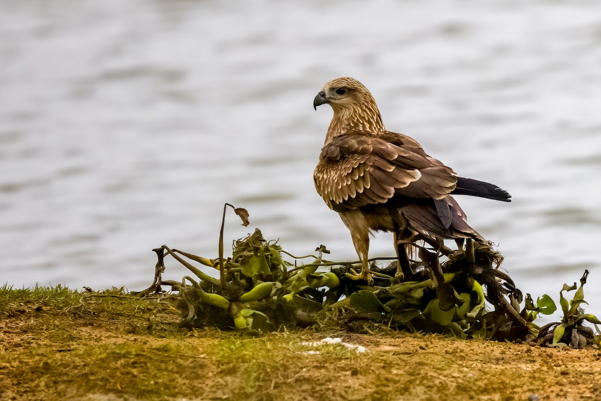 Black Kite - ML637626587