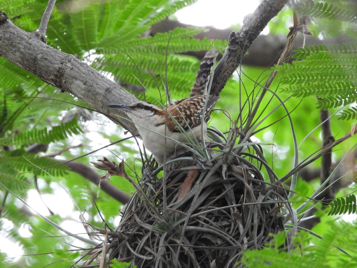 Rufous-backed Wren - ML637626588