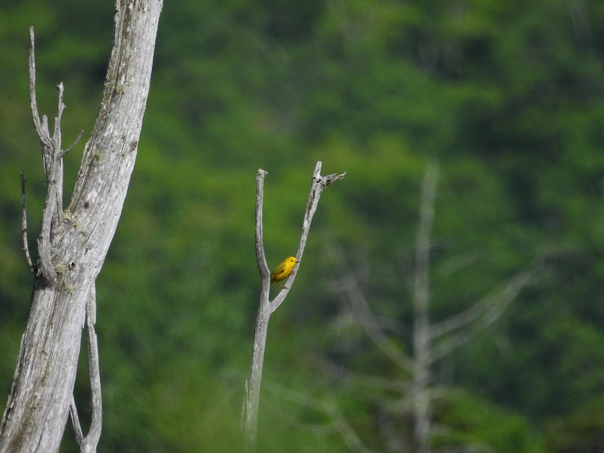 Yellow Warbler - ML637626589