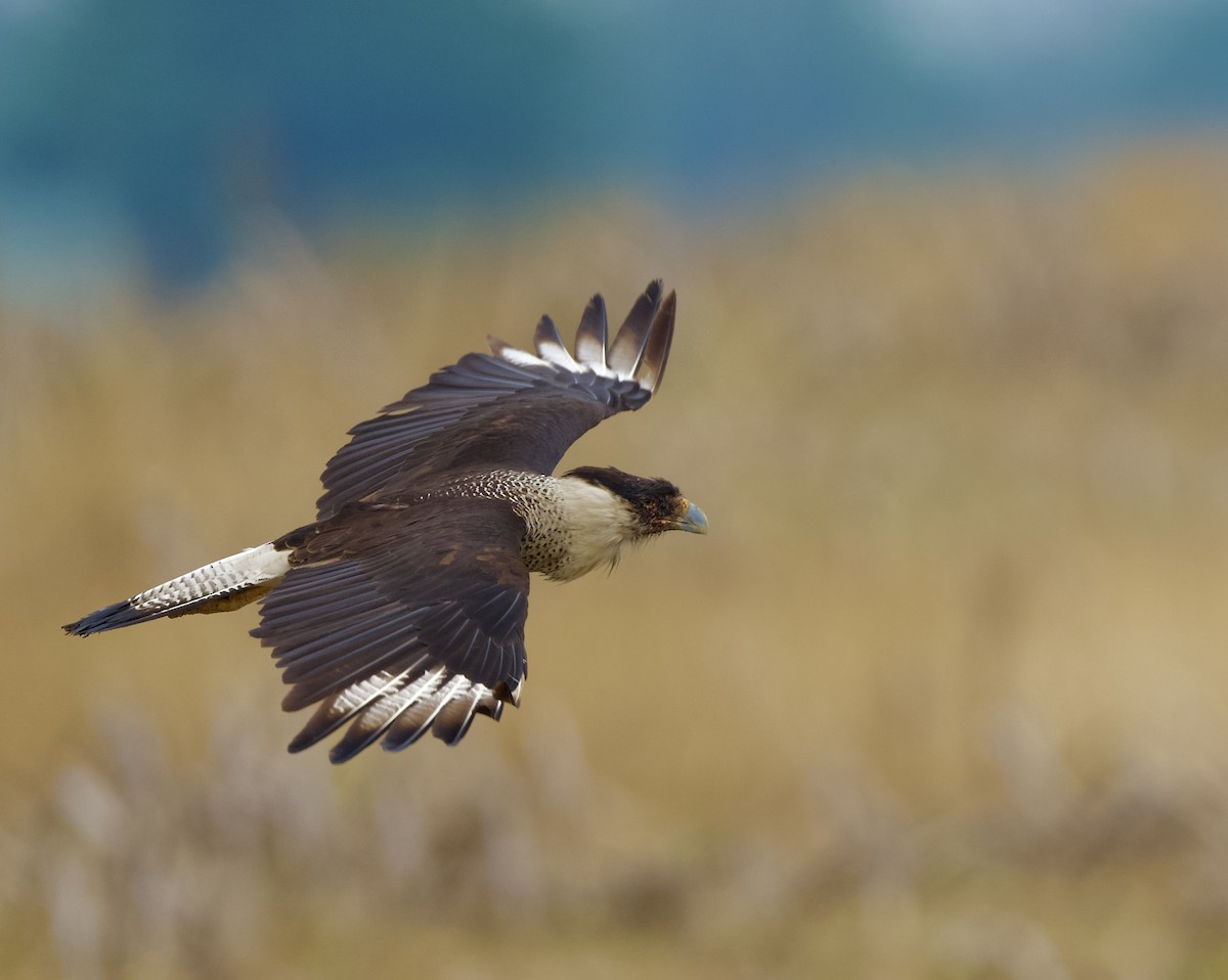 Crested Caracara - ML637626591