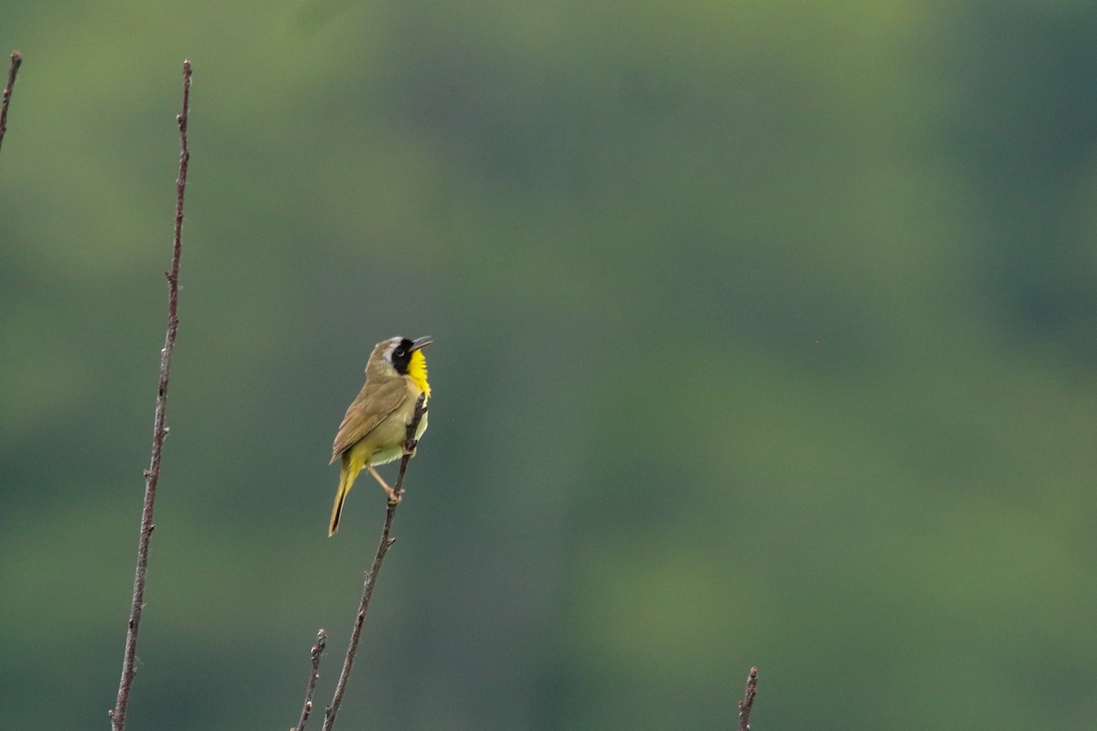 Common Yellowthroat - ML637626592