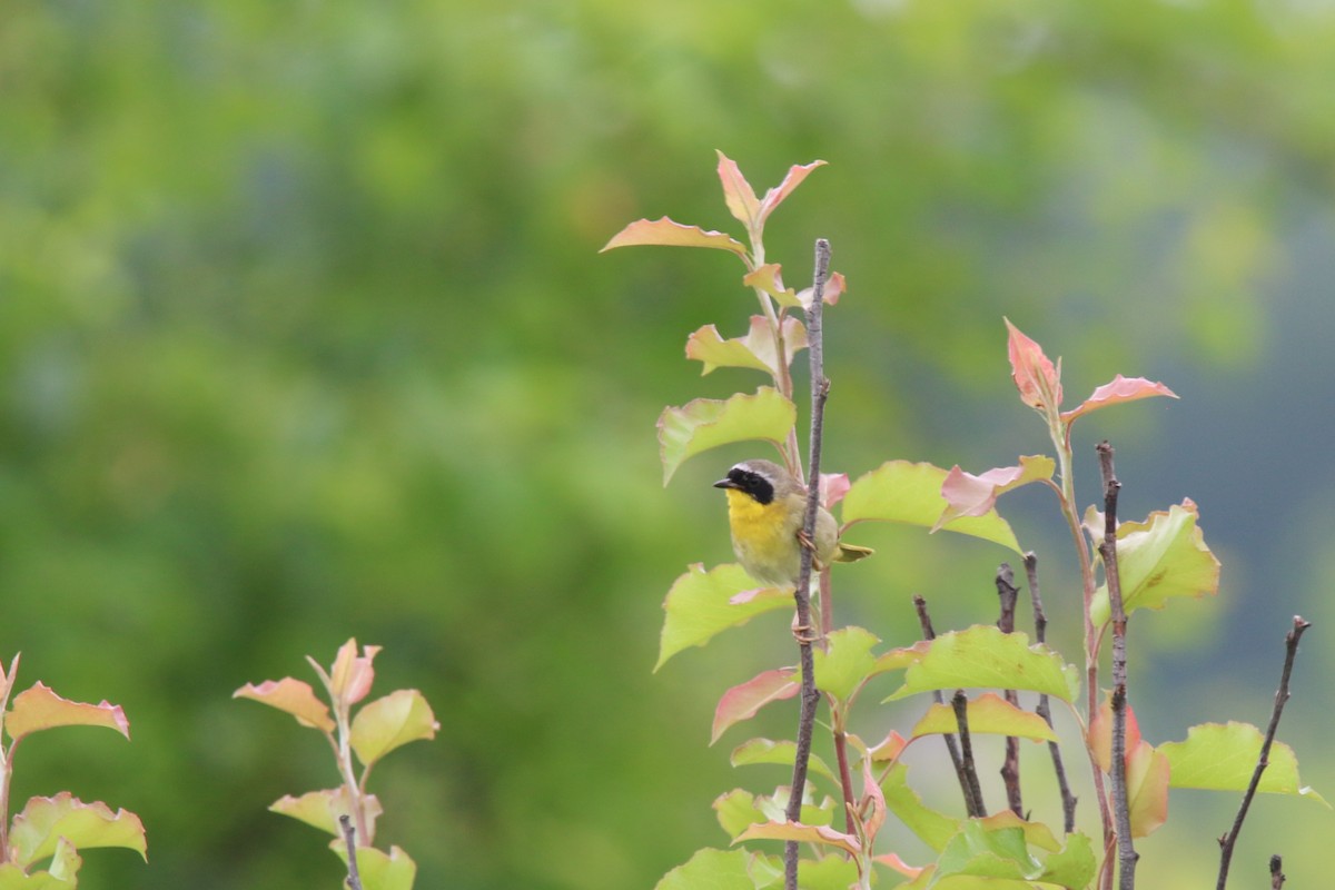 Common Yellowthroat - ML637626593