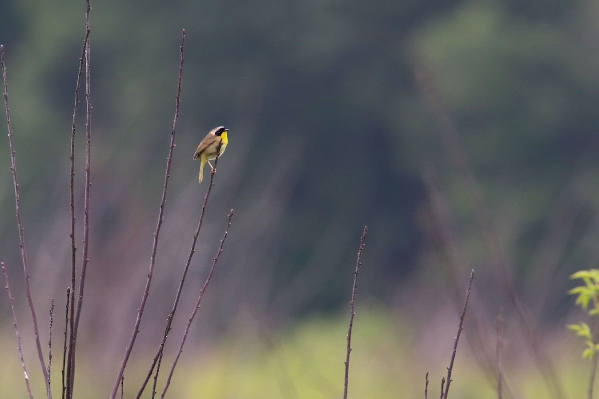 Common Yellowthroat - ML637626594